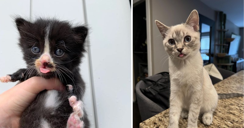 24 pictures of cats | thumbnail includes two pictures of cats 