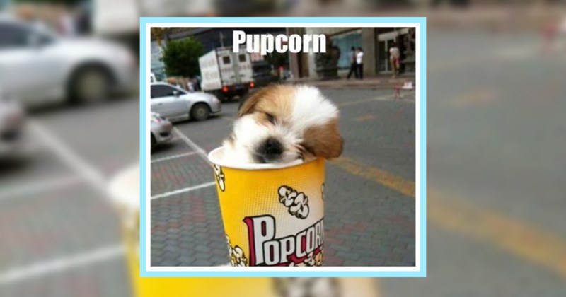 27 Heart-Melting Memes of Precious Puppers Who're Sweet For World | thumbnail includes one image which shows a white and brown puppy sleeping in a popcorn container ‘Pupcorn’