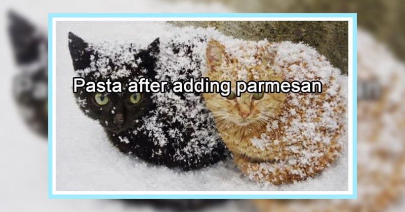 A Soft Pillow Full 25 Feline Funnies Weary Head Rest On | thumbnail includes one image which shows a black and an orange cat sitting in and covered with snow ‘Pasta after adding parmesan’