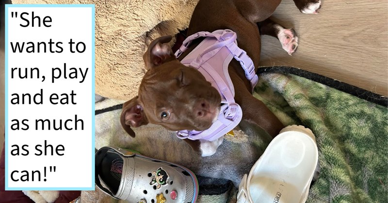 Mistreated puppy dumped sweltering Arizona dumpster found autoshop employee who instantly adopted her, giving her furever home dog loving couple, rescuer says: ‘I am honored be this journey with her.’ | thumbnail includes one image which shows a dark brown puppy winking wearing a lilac harness ‘“She wants to run, play and eat as much as she can!”’