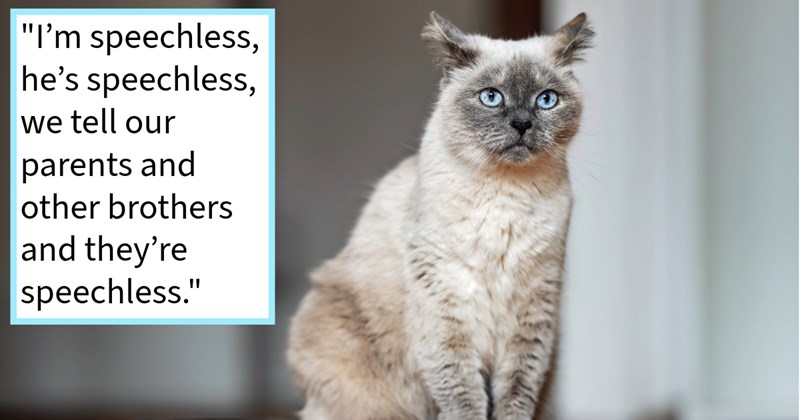 Woman rescues 13 year old cat found driveway, finds out cat belongs family friend who’s mom dumped cat 2 weeks earlier, rescuer says: ‘My boyfriends house 45 minute drive completely different state from town Froggy started in..’ | thumbnail includes one image which shows a white and gray cat with blue eyes sitting ‘“I’m speechless, he’s speechless, we tell our parents and other brothers and they’re speechless.”’