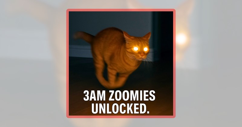 36 cat memes | thumbnail includes one meme including '3AM ZOOMIES UNLOCKED.'