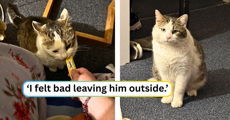 22 text pictures, 3 cat pictures | thumbnail includes two pictures of a cat, and ‘I felt bad leaving him outside.’