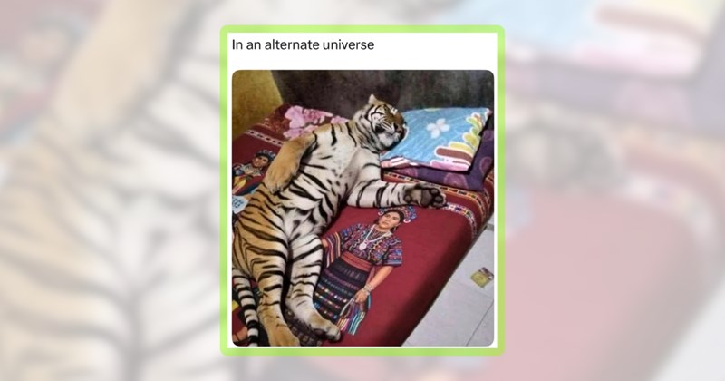 26 animal memes | thumbnail includes one meme including 'In an alternate universe'