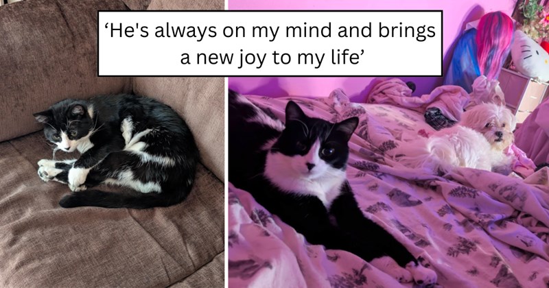 22 pictures of cats and text | thumbnail includes two pictures of a cat and one picture of text including '‘He's always on my mind and brings a new joy to my life’' 