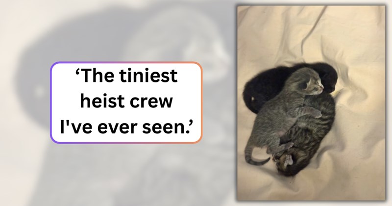 13 text pictures, 1 kitten picture | thumbnail includes one picture of kittens, and ‘The tiniest heist crew I've ever seen.’