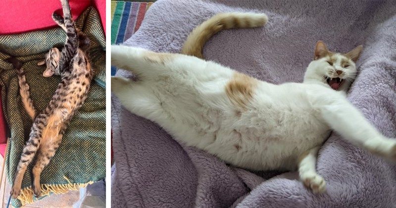 22 Sweet Stretched Out Feline Noodles fur your Cat-su Curry  | thumbnail includes two images one image shows a bengal cat stretched out, the other image shows a white and orange cat stretched out yawning