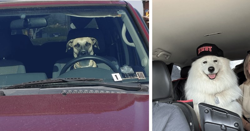  26 Cute Canine Car Companions Ready Go Wherever Road Will Take Them | thumbnail includes two images one image shows a beige dog driving a red car, the other image shows a big white fluffy dog wearing a black baseball cap in the backseat of a car