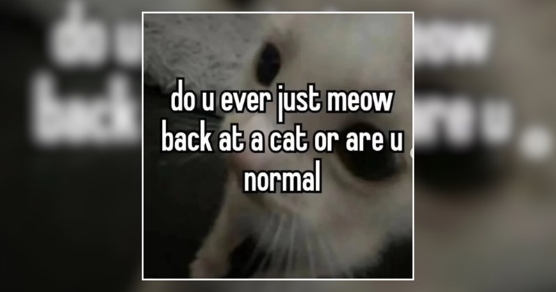 25 Felines in a Frenzy For Folks Who Identify as Cat 