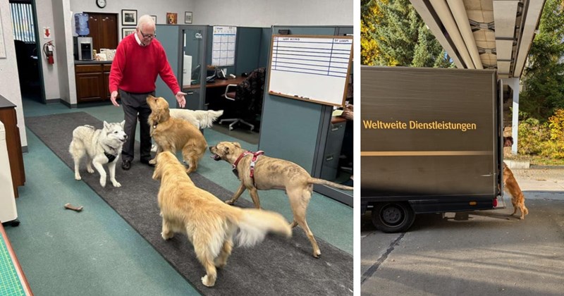 20 Cute Canine Children Who Joined Pawrents Bring Your Pupper Work Day | thumbnail includes two images one image shows a man greeting four dogs in the bullpen of an office, the other image shows a golden dog climbing into the back of a delivery van