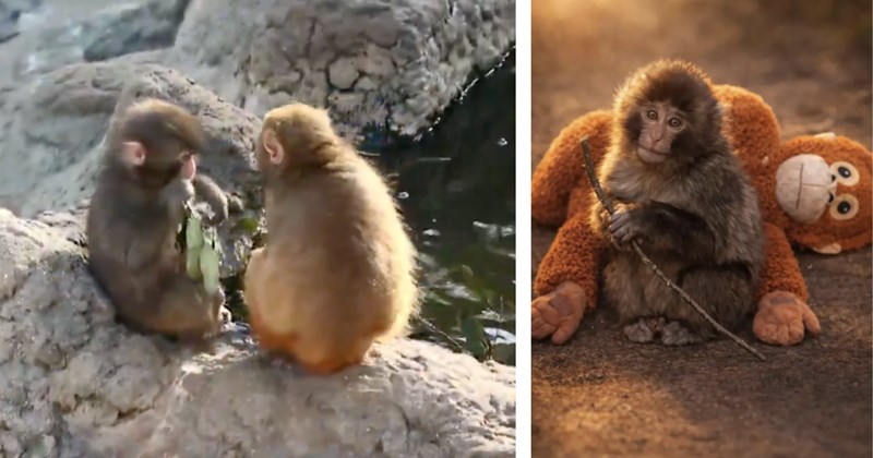 Story and video of Punch the monkey making a new friend | Thumbnail includes two pictures of Punch the monkey and another japanese macaque