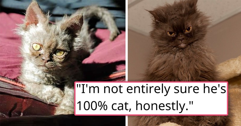 story about a woman adopting a strange looking kitten | thumbnail includes one picture of a weird looking kitten and one picture of a fluffy grumpy cat 'I'm not entirely sure he's 100% cat'