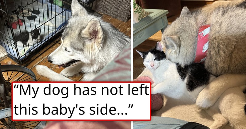 story about a dog rescuing a cat from a fire and getting his parents to adopt it | thumbnail includes two pictures including a dog cuddling a kitten and a dog cuddling a cat 'My dog has not left this baby's side'