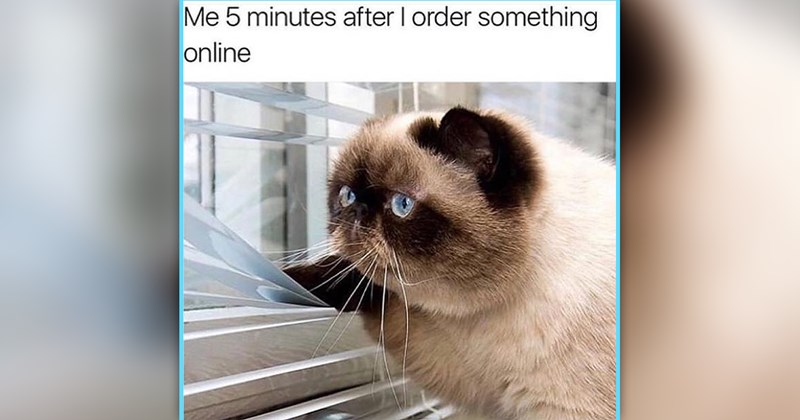 funny cat memes | thumbnail includes one meme of a simese cat with bright blue eyes 'Me 5 minutes after I order something online'