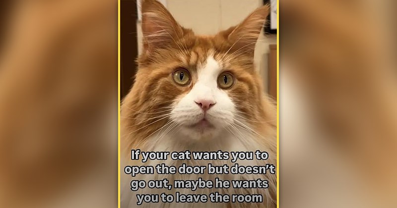 funny cat memes | thumbnail includes one meme of a ginger cat 'If your cat wants you to open the door but doesn't go out, maybe he wants you to leave the room'
