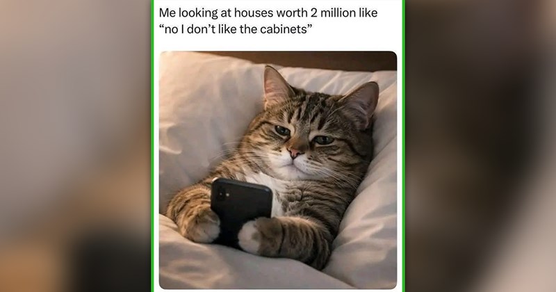 funny cat memes | thumbnail includes one meme of a cat looking at a phone 'Me looking at houses worth 2 million like. "no I don't like the cabinets"'