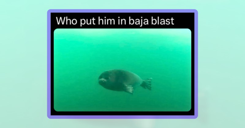 25 seal memes | thumbnail includes one meme including 'Who put him in baja blast'