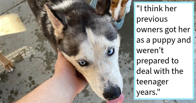 Injured abandoned husky found near dog park starved affection finds furever home thanks dog lover who wouldn’t dump her shelter, says: ‘I’ve never my life had husky… but that girl stole my heart one night.’ | thumbnail includes one image which shows a husky being petted on side of face ‘“I think her previous owners got her as a puppy and weren’t prepared to deal with the teenager years.”’