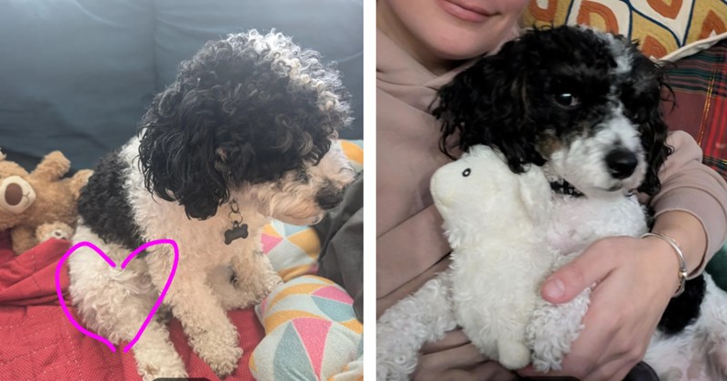 Tiny poodle, Ringo, injured at dog park but ultimately okay, owner shares his story online for everyone to hope for a quick recovery 