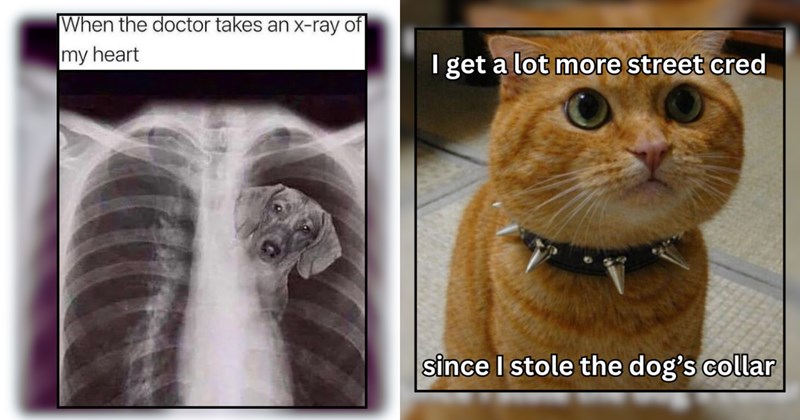 30 Wholesomely Pawdorable Pups and Kitties to Calm and Soothe Your Soul