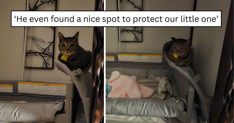 21 pictures of cats and text | thumbnail includes two pictures of a cat and one picture of text including '‘He even found a nice spot to protect our little one’'