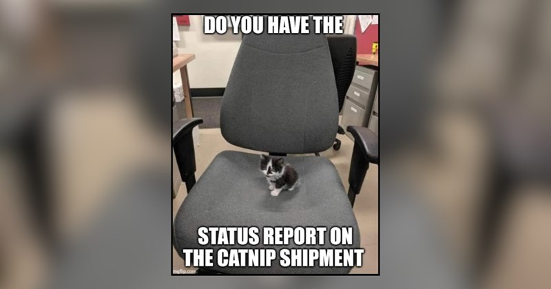 20 cat memes | thumbnail includes one meme and one picture of text including 'DO YOU HAVE THE STATUS REPORT ON THE CATNIP SHIPMENT'