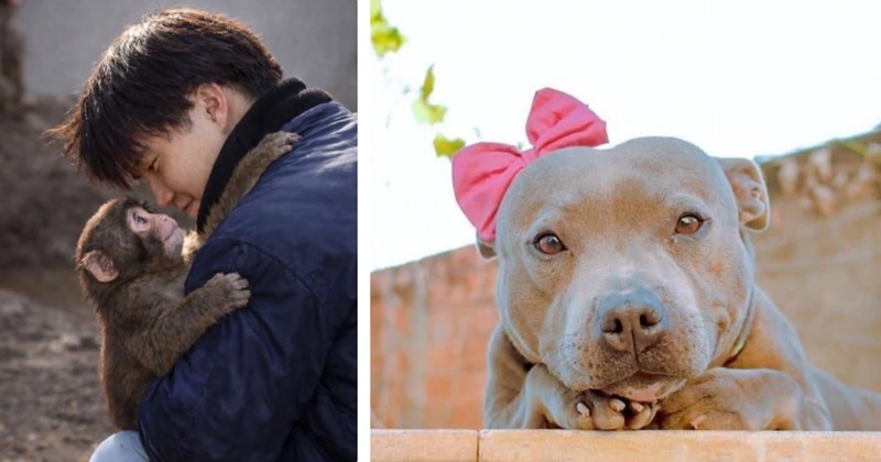 31 pictures of animals | Thumbnail includes two pictures of animals