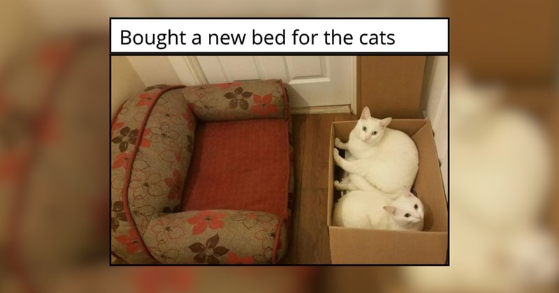 20 Meowingly Meowvalous Cat Memes to Scroll Today 