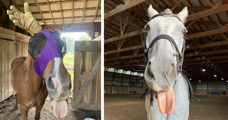 25 Silly Pics Expressive Equestrians Just Horsin’ Around | thumbnail includes two images one image shows a horse with tongue out glove on its ear and purple spandex, the other image shows a horse sticking its tongue out