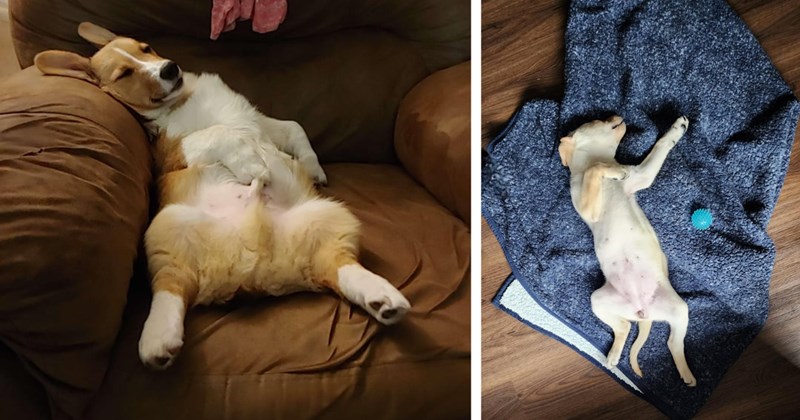 23 Colossally Chill Pics Canines Without Care World | thumbnail includes two images one image shows a corgi lying on its back on a couch sleeping, the other image shows a puppy lying on its back on a blanket sleeping