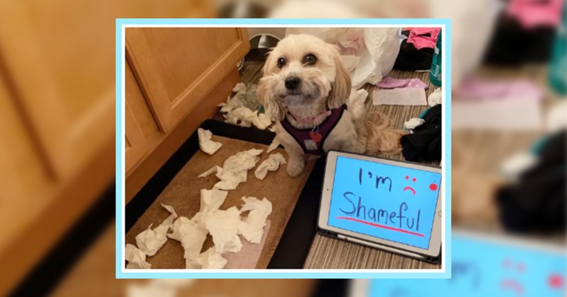 23 Darn Dogs Caught Damaging Hooman’s Home  | thumbnail includes one image which shows a small white dog sitting next to a pile of torn tissues and an ipad ‘I’m shameful’