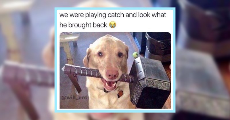 24 Wacky Dog Memes Waking Up your Tired Brain | thumbnail includes one image which shows a cream colored dog holding thor’s hammer in its mouth ‘we were playing catch and look what he brought back’