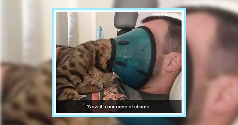 22 Sassy Cat Memes fur Anti Social Hoomans Who’d Rather Hang Out with Cats  | thumbnail includes one image which shows a cat wearing a cone pressed up to a persons face ‘Now it’s our cone of shame’