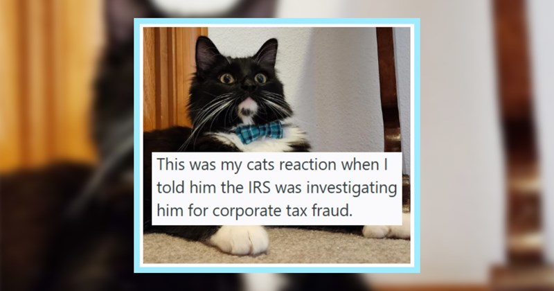 25 Criminal Kitties Caught Act by their Pawrents | thumbnail includes one image which shows a black and white cat wearing a blue tartan bowtie lying on the floor looking shocked ‘This was my cats reaction when I told him the IRS was investigating him for corporate tax fraud.’