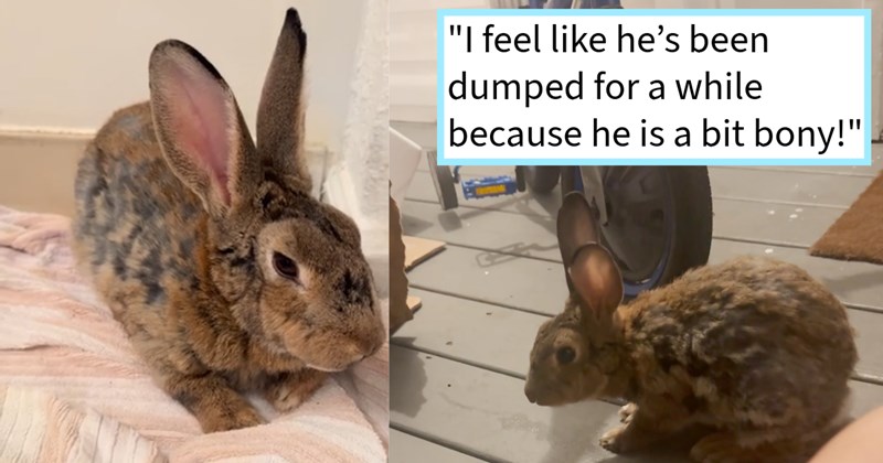 Dumped bunny rabbit bounces to family’s porch search help, son offers food after 3 hours manages rescue abandoned rabbit, son says: ‘He sweet he’s very scared but you can tell he’s good boy.’ | thumbnail includes two images one image shows a brown and black bunny, the other image shows a brown and black bunny on a porch ‘“I feel like he’s been dumped for a while because he is a bit bony!”’