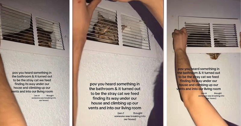 Sweet stray cat climbs into vent to get inside the house of the people who have been feeding her, they take the hint and keep her inside for good: ‘We thought someone was breaking in’