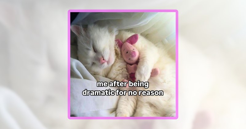 24 cat memes | thumbnail includes one meme including 'me after being dramatic for no reason'