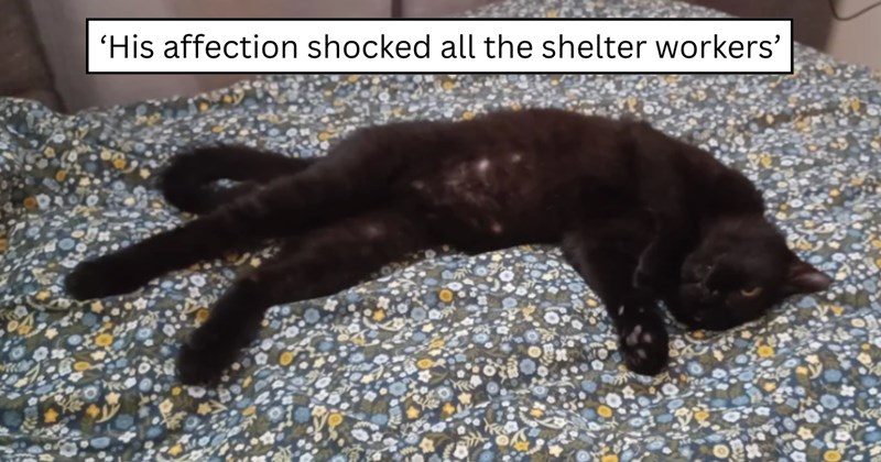 21 pictures of cats and text | thumbnail includes one picture of a cat and one picture of text including '‘His affection shocked all the shelter workers’' 