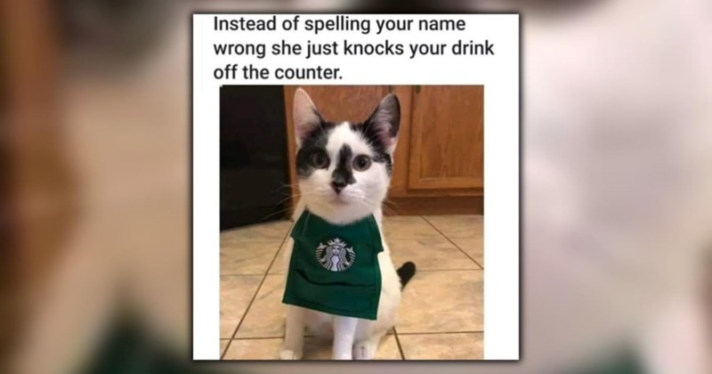 21 Cute Cat Memes for Those in Need of Some Furry Purry Feline Comedy This (Almost) Spring (March 4, 2026)