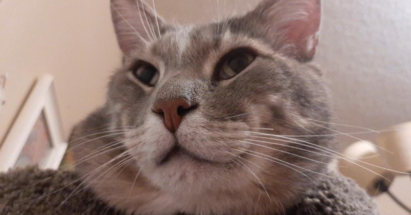 cat cats wholesome prove proves feline guard