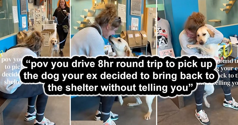 dog shelter wholesome dogs pet parents doggo uplifting happy animals Doggos - 44556549