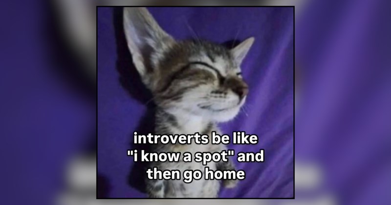 21 cat memes | thumbnail includes one meme and one picture of text including 'introverts be like "i know a spot" and then go home' 