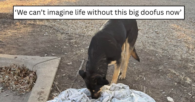 27 pictures of dogs and text | thumbnail includes one picture of dog and one picture of text including '‘We can’t imagine life without this big doofus now’' 