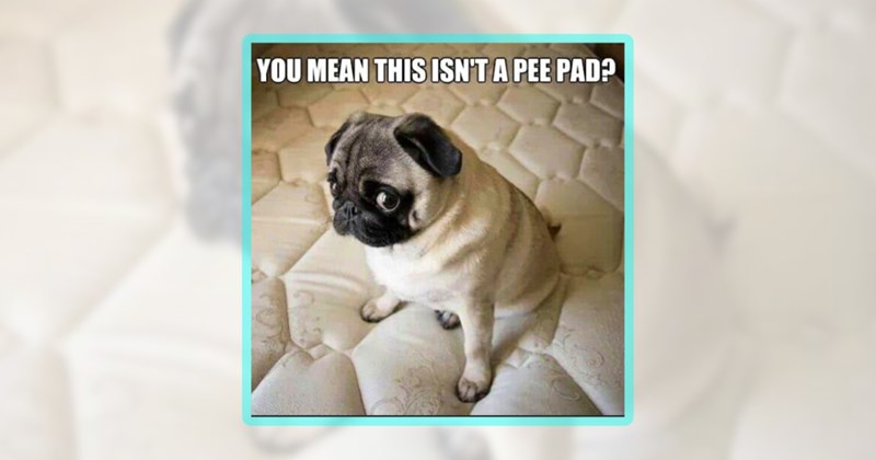 21 pug memes | thumbnail includes one meme including 'YOU MEAN THIS ISN'T A PEE PAD?'