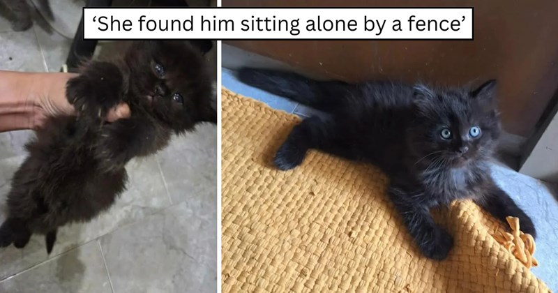 21 pictures of cats and text | thumbnail includes two pictures of a cat and one picture of text including '‘She found him sitting alone by a fence’' 