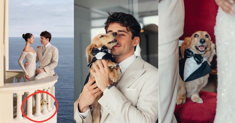 Pictures from Charles Leclerc and Alexandra Saint-Mleux's wedding with their dog | Thumbnail includes two pictures of Charles Leclerc, Alexandra Saint-Mleux, and their dachshund 