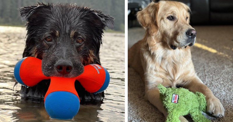 A Comforting Collection Toys Treasured Playful Puppers  | thumbnail includes two images one image shows a black dog in water with a red and blue toy in its mouth, the other image shows a cream colored dog lying on a carpet with a green fluffy toy on its legs