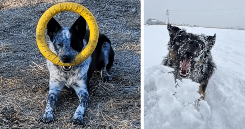 20 Pics of Playful Puppers Having Heck Weekend | thumbnail includes two images one image shows a black and white dog with a yellow circular chew toy in its mouth around its head, the other image shows a black and brown dog playing in deep snow