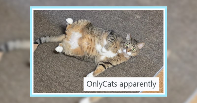 25 Purrfesional Felines Coming Your Job Before AI | thumbnail includes one image which shows a fat cat lying on its side on the floor ‘OnlyCats apparently’