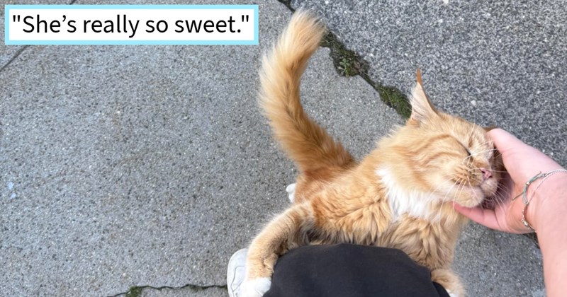 Couple rescues Maine Coon found shivering neighborhood known pet dumping, giving big cat loving furever home with small canine sibling, cat dad says: ‘She’s obsessed my gf even getting along well with little dog.’ | thumbnail includes one image which shows an orange maine coon paws on a persons leg getting face pets ‘“She’s really so sweet”’